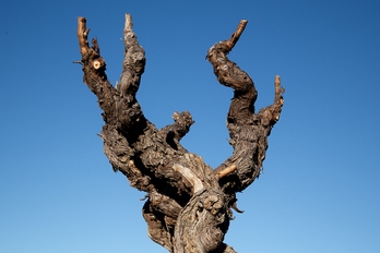 Grenache centenaire