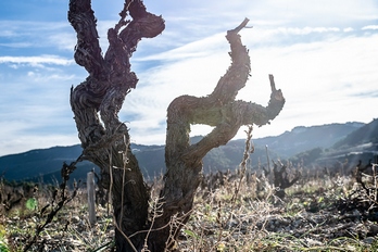 Grenache centenaire