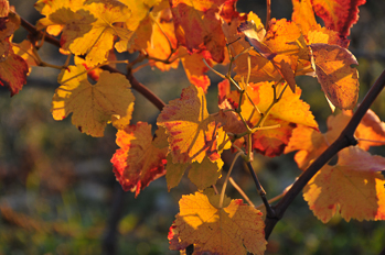 Vigne d'automne