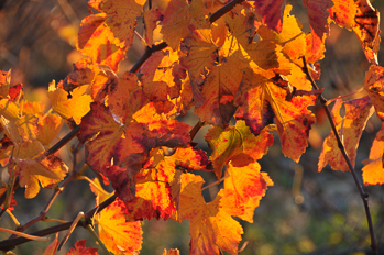 Vigne en automne