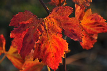 Vigne automne