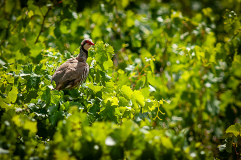 Perdrix rouge