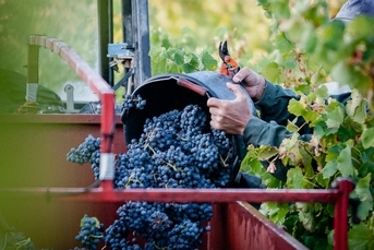 Vendanges